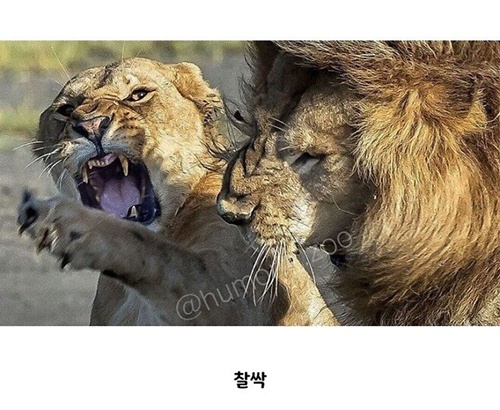 부장님 개그