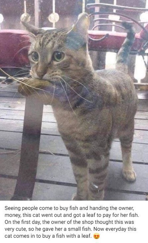 생선 사러온 고양이