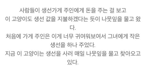 생선 사러온 고양이