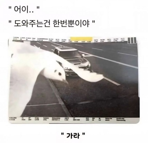 새우깡 줬더니 은혜갚은 갈매기